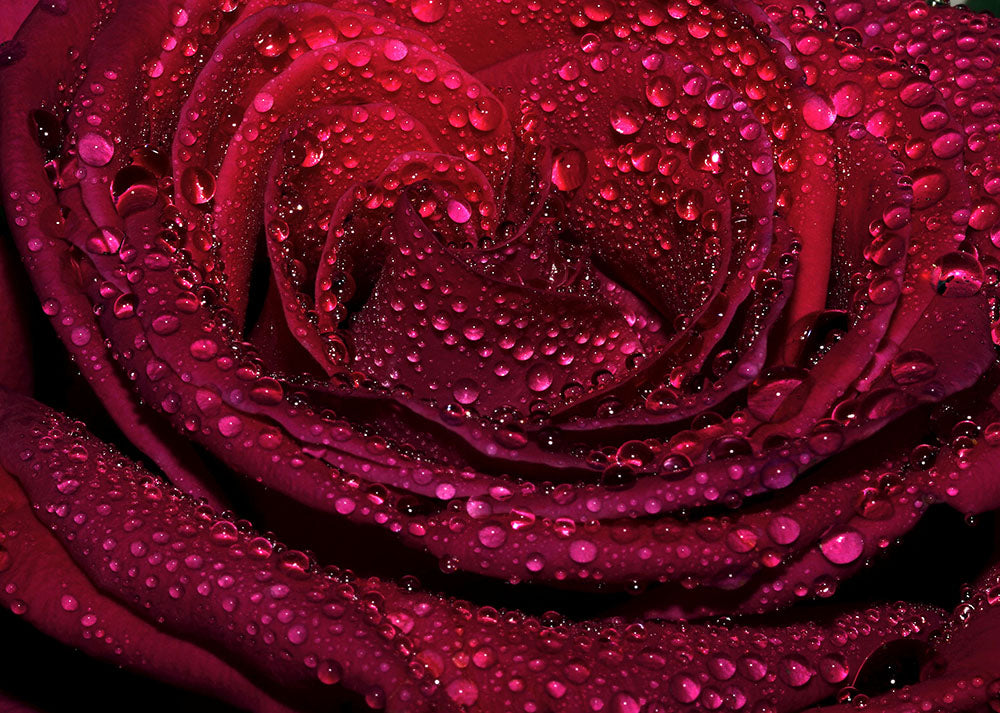 Close-up of a red rose with water droplets on a dark background