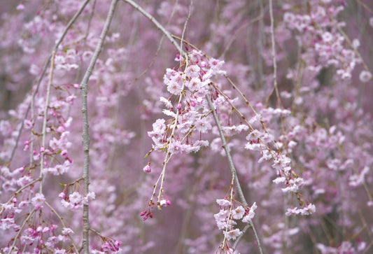 Cherry Blossoms at Arnold Arboretum of Harvard Photograph, 16x20