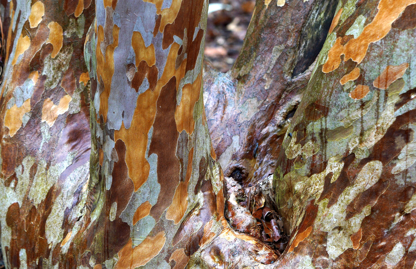 Stewartia Tree at Arnold Arboretum, Photograph on Archival Paper, 16x20