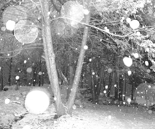 photography print Snowy forest scene with trees and snowflakes in black and white.