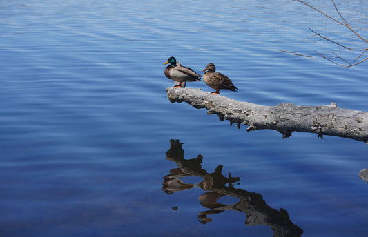 Duck Pair, Photograph on Archival Paper, 11x14 Inches