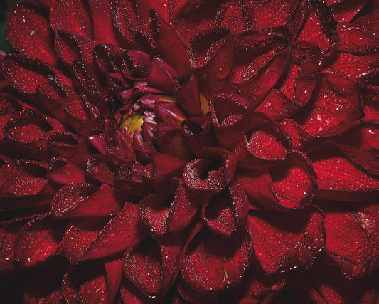 holiday greeting card Close-up of a red flower with a dark background