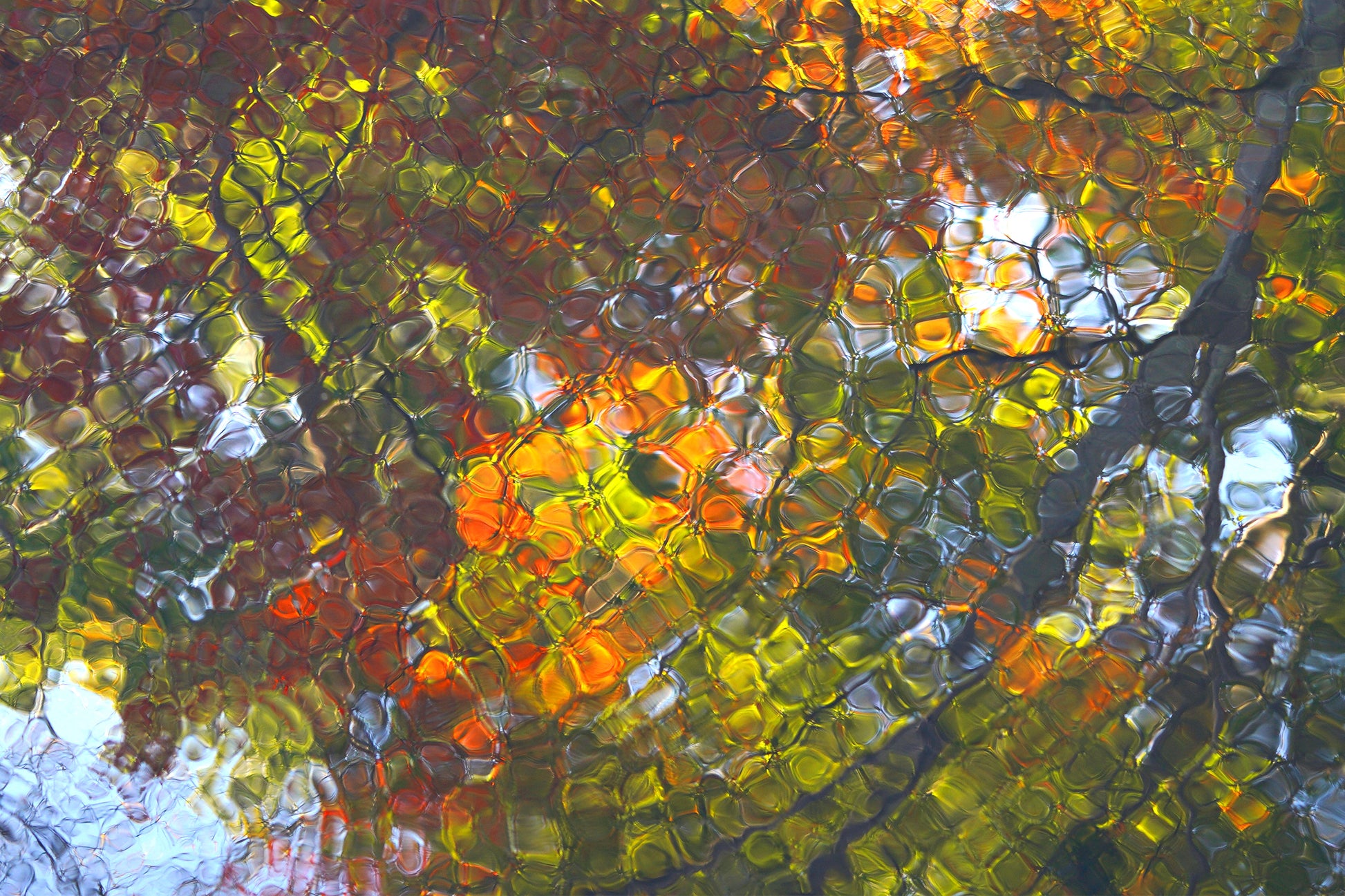 photography print close-up of a textured surface with autumnal colors