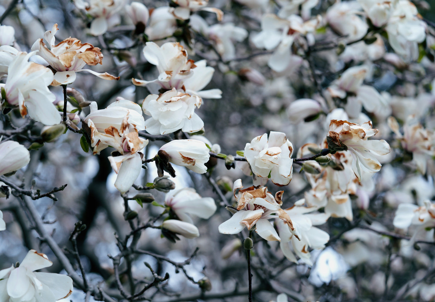 Close-up of white flowers on a blurred natural background