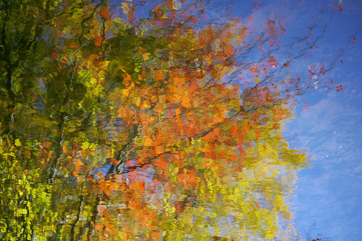 Fresh Pond autumn tree reflection landscape photography print