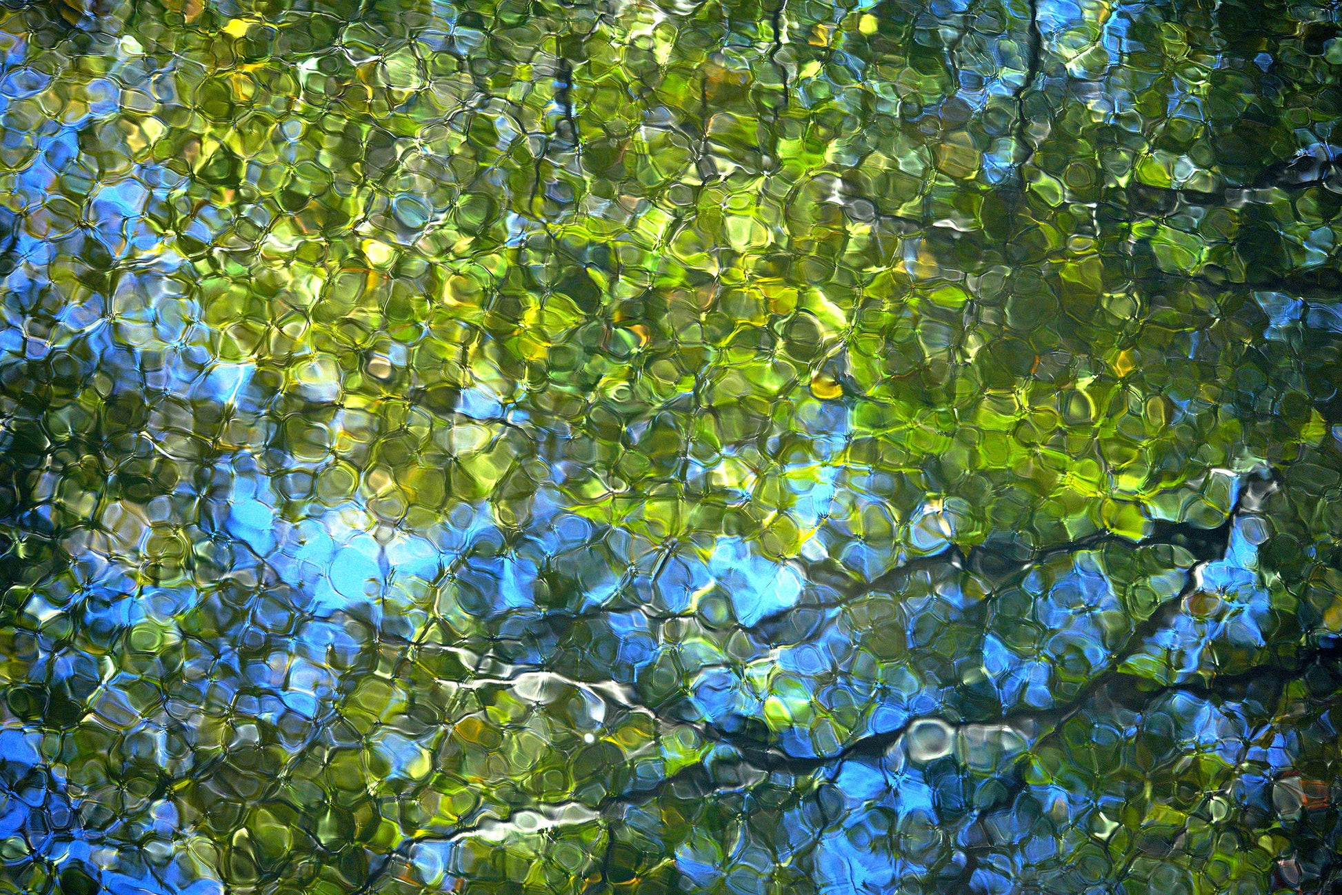 upper mystic lake photography print of leaves reflected on water 