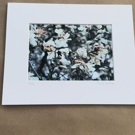 Close-up of white flowers on a blurred natural background video 