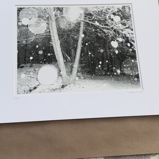photography print Snowy forest scene with trees and snowflakes in black and white video 