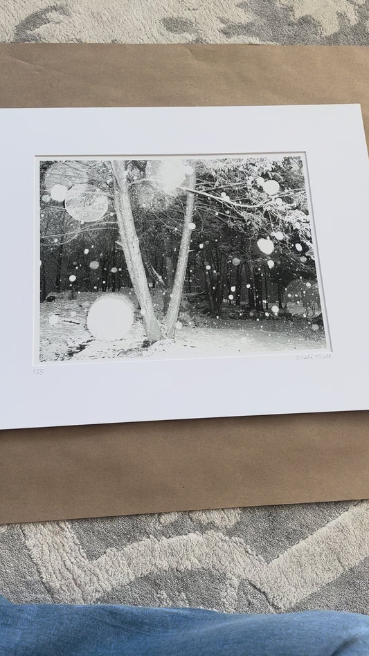photography print Snowy forest scene with trees and snowflakes in black and white video 