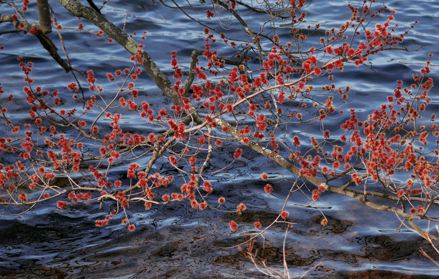 Spring Tree Buds, Edition of 5, 11x14 Inches