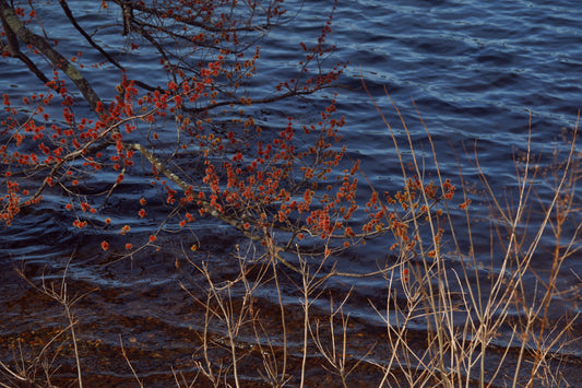 Spring at Horn Pond, Photograph on Archival Paper, edition of 5, 16x20