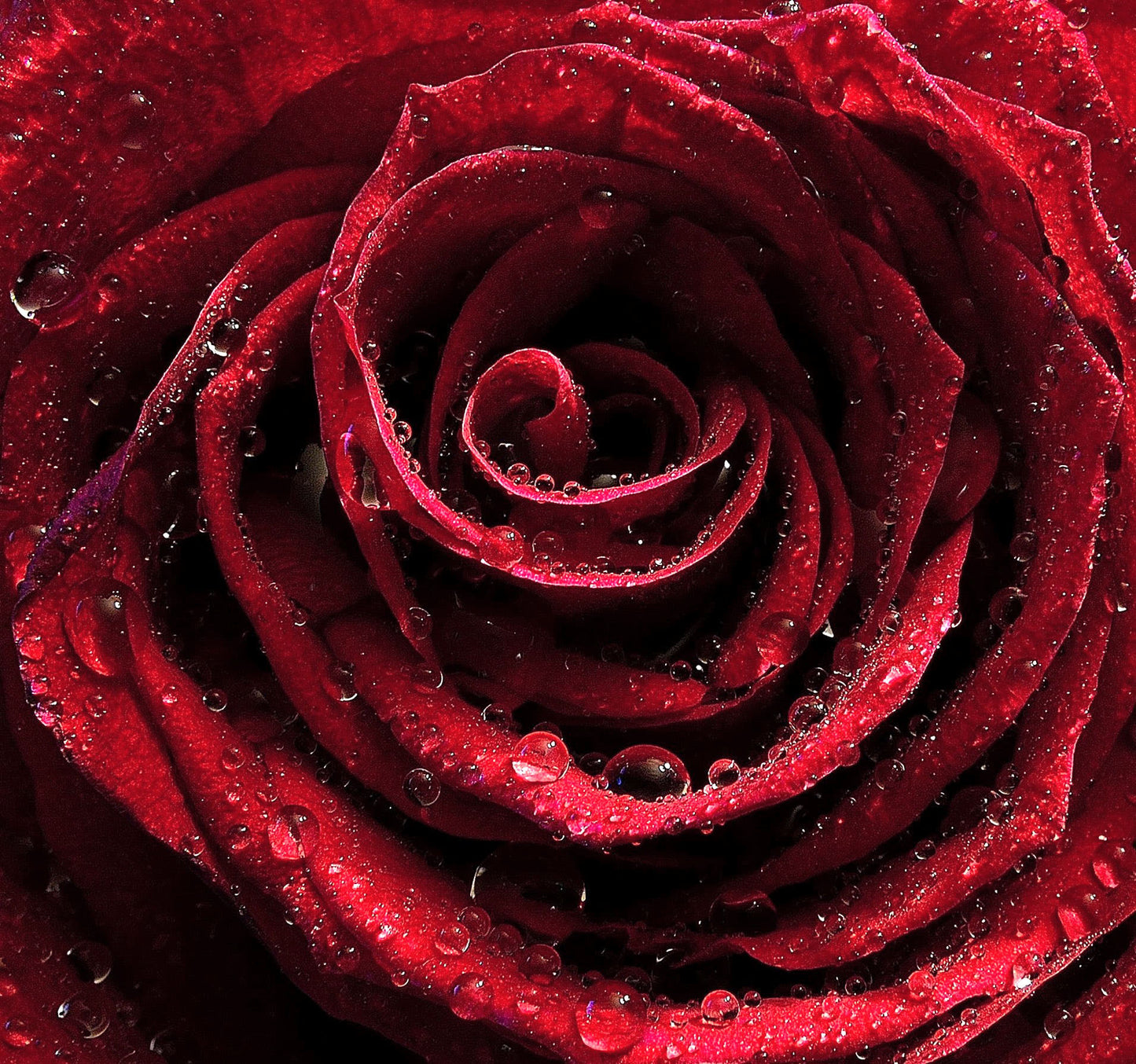 greeting card Close-up of a red rose with water droplets