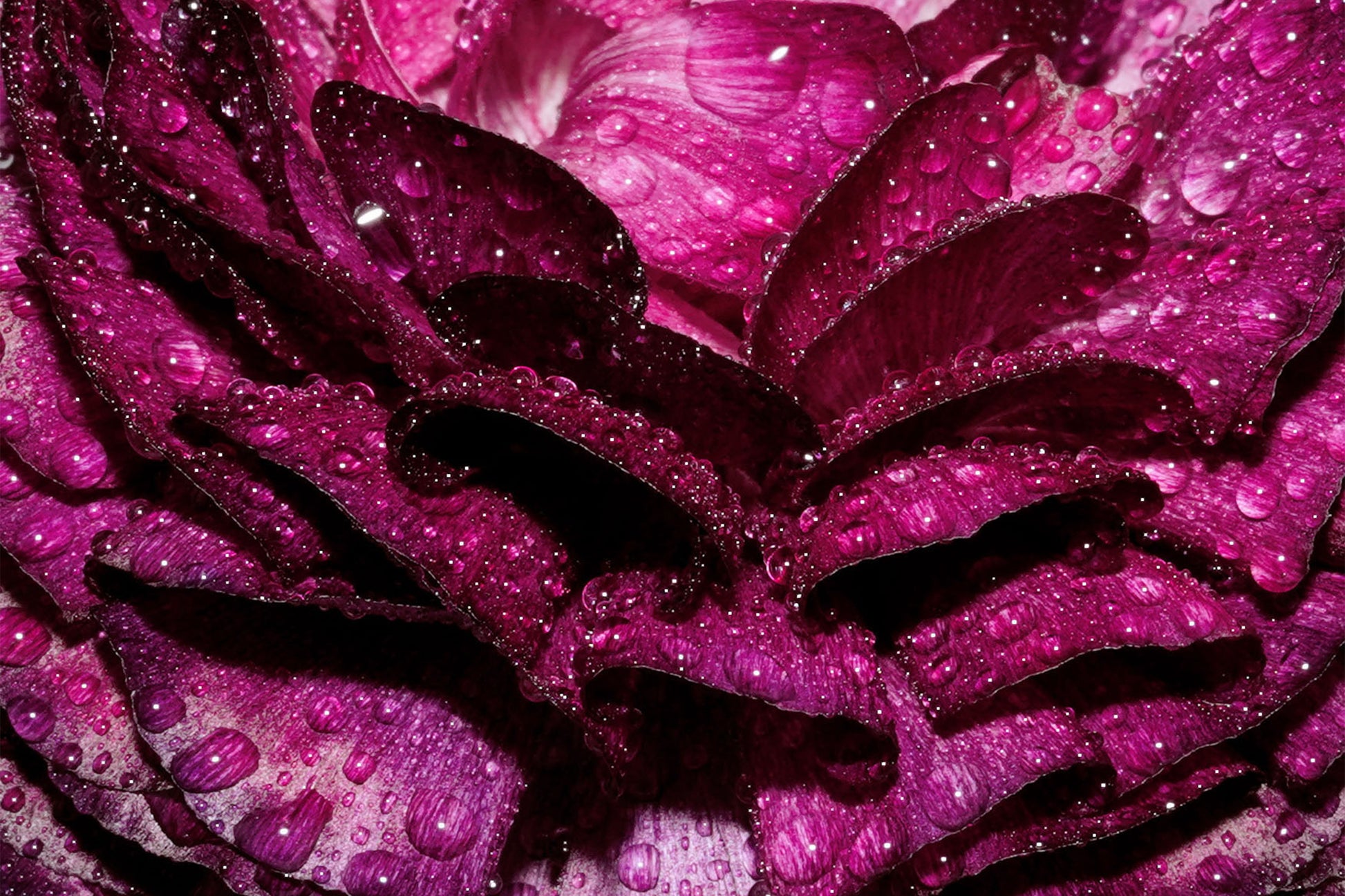greeting card Close-up of a pink flower with water droplets