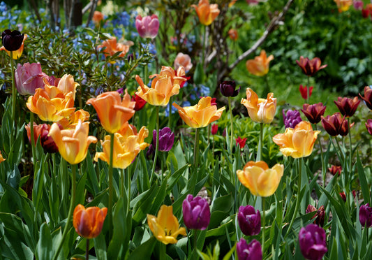 Golden Hour Tulips, Edition of 5 (16x20 inches) Framed
